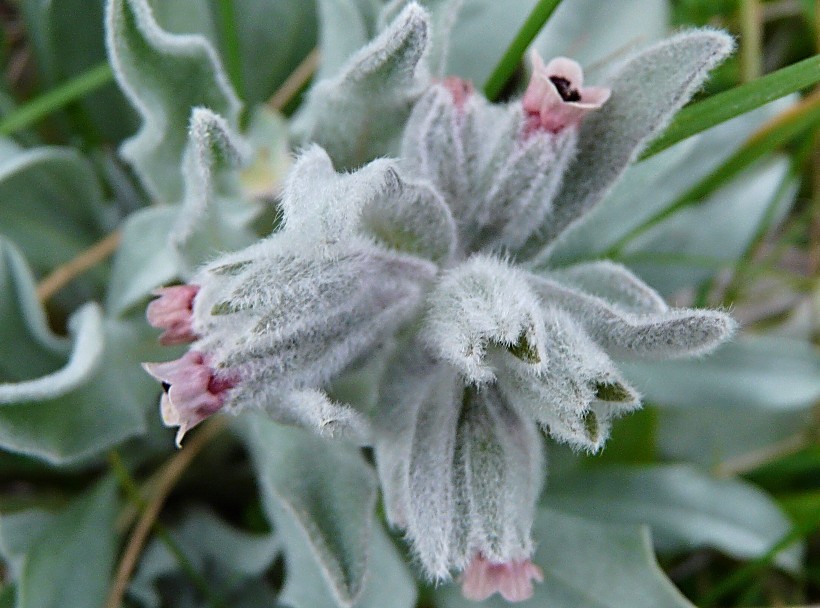 Cynoglossum cheirifolium